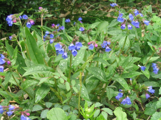 Pulmonaria 'Benediction'