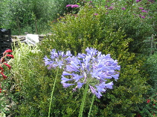 Agapanthus