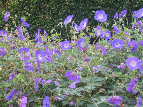 Geranium 'Jolly Bee'