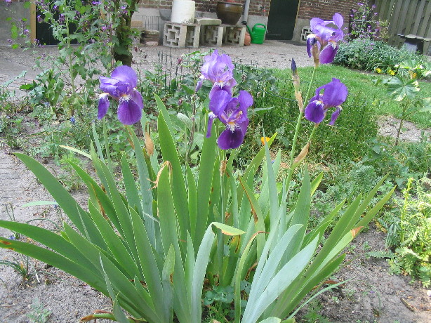 Iris